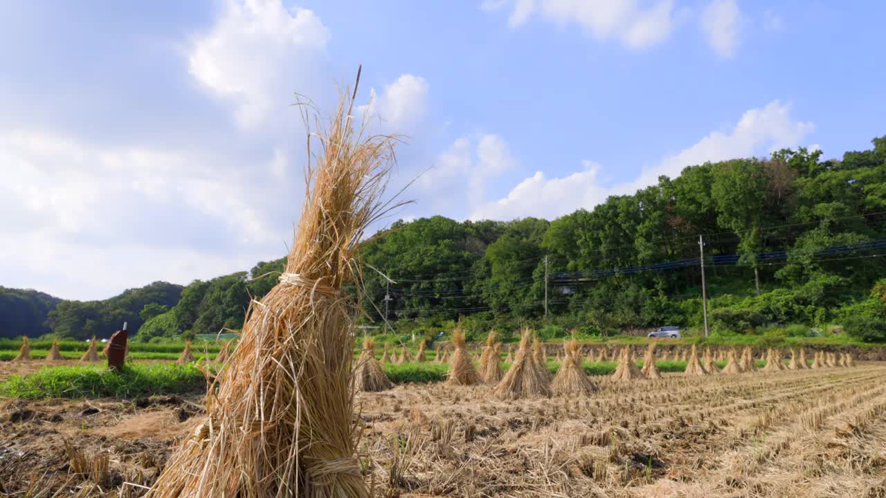 在稻田里自然晾干的收获的稻穗