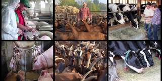 农场动物管理和饲养概念视频墙