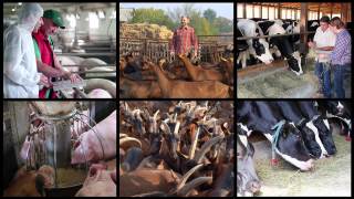 农场动物管理和饲养概念视频墙视频素材模板下载