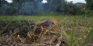 大火烧毁了一个小村庄里的干草、芦苇和大米。火灾和自然灾害。农夫烧草给田地施肥