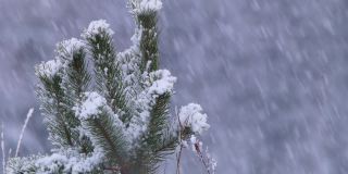 在白俄罗斯的森林里，大雪纷飞