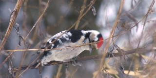 小斑点啄木鸟(Dryobates minor)和在冬季森林下雪