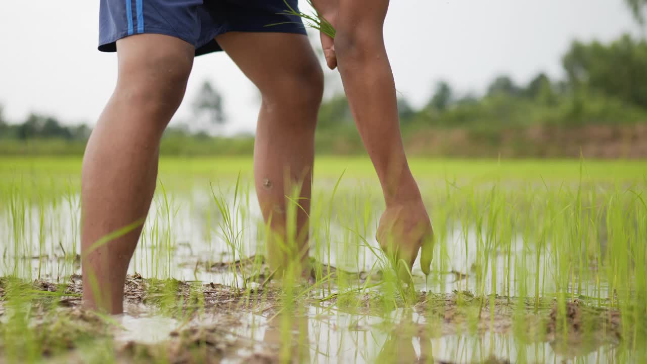 农民在田里种稻的手。