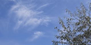 云景时间流逝与飘扬的枝叶银莓树