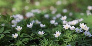 小银莲花白花特写