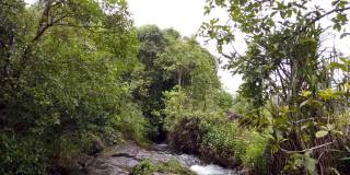 在印度卡纳塔克邦的季风期间，科威里河的一条小河静静地流淌在库格山山脉的丛林深处。