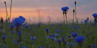 日落时的蓝花草地
