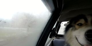 养着一只大雪橇犬的人会在车里散步，并看着窗外