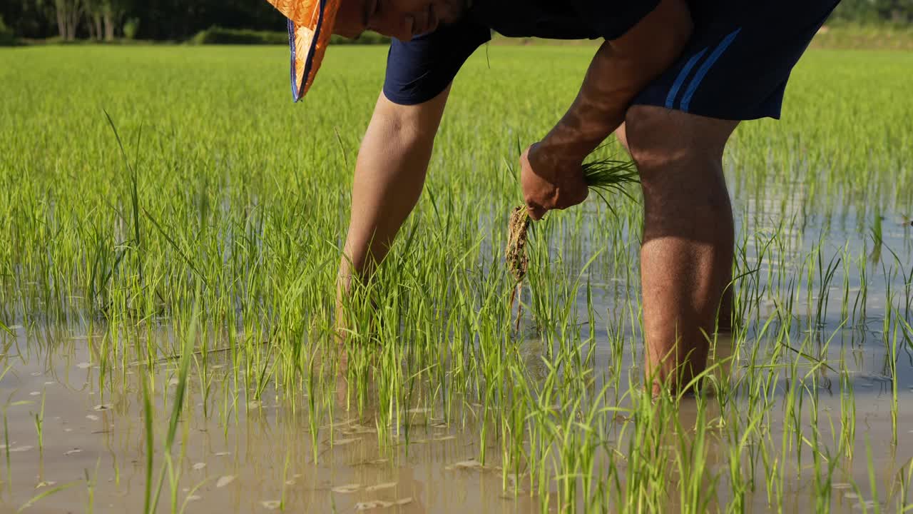 一位亚洲农民正在水田里种水稻