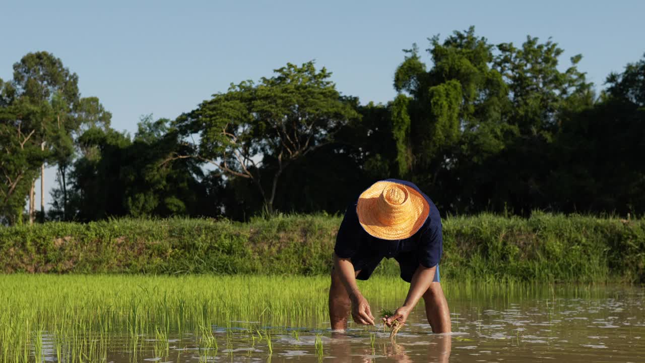 一位亚洲农民正在水田里种水稻