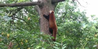 树上的小熊猫(小熊猫)。可爱的熊猫在森林里栖息。