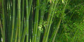 绿色的竹子的树干。
