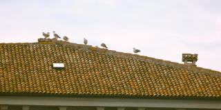 海鸥在屋顶上。