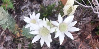 法兰绒花-向日葵放线菌
