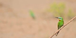 蓝颊食蜂鸟