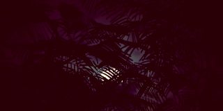 满月透过棕榈树的枝桠和海边奇异的树木隐约可见。视频编辑背景