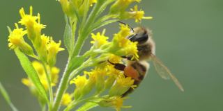蜜蜂为植物的花朵授粉并采集花蜜