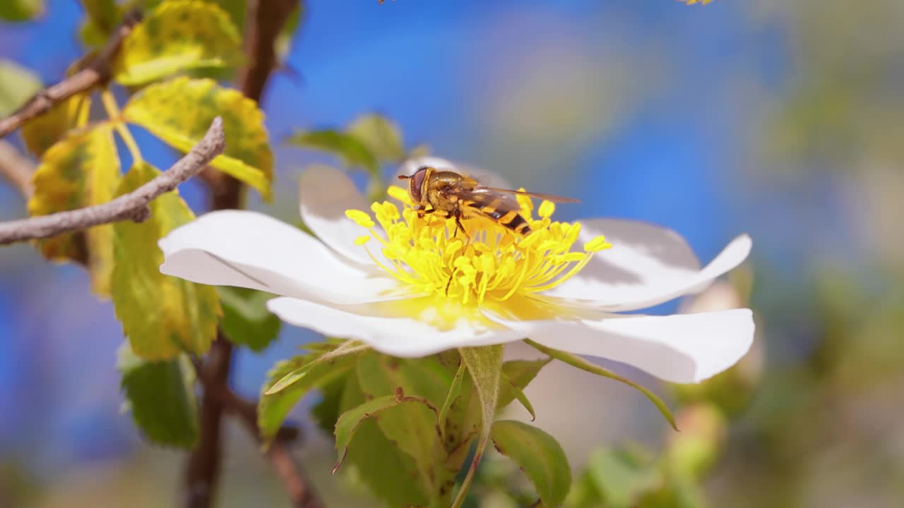 食蚜蝇、花蝇或食蚜蝇，昆虫科食蚜蝇。它们伪装成危险的昆虫黄蜂和蜜蜂。许多种类的成虫主要以花蜜和花粉为食。