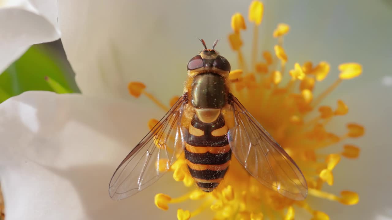 食蚜蝇、花蝇或食蚜蝇，昆虫科食蚜蝇。它们伪装成危险的昆虫黄蜂和蜜蜂。许多种类的成虫主要以花蜜和花粉为食。