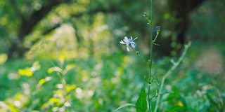 阳光明媚的夏日里，花和草宁静而美丽