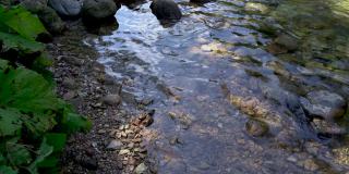 清澈的水通过名为查尔尼Dunajec河溪流或小溪的岩石溪流