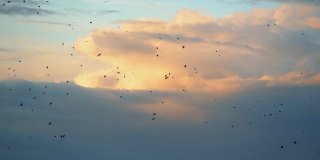 日落时，一群乌鸦在云层的背景下飞翔