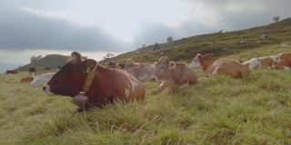 阿尔卑斯奶牛在牧场上吃草