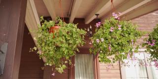 挂着粉色花朵的花盆悬挂在屋顶上，在风中摇摆。