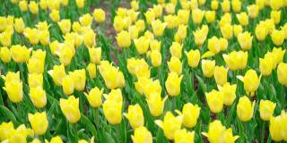黄色的郁金香在美丽的公园里盛开，花很多