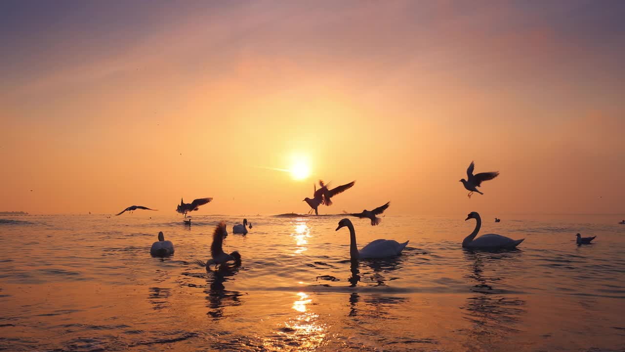 海滩上美丽的日出。天鹅、鸭子和海鸥漂浮在波纹水面上。