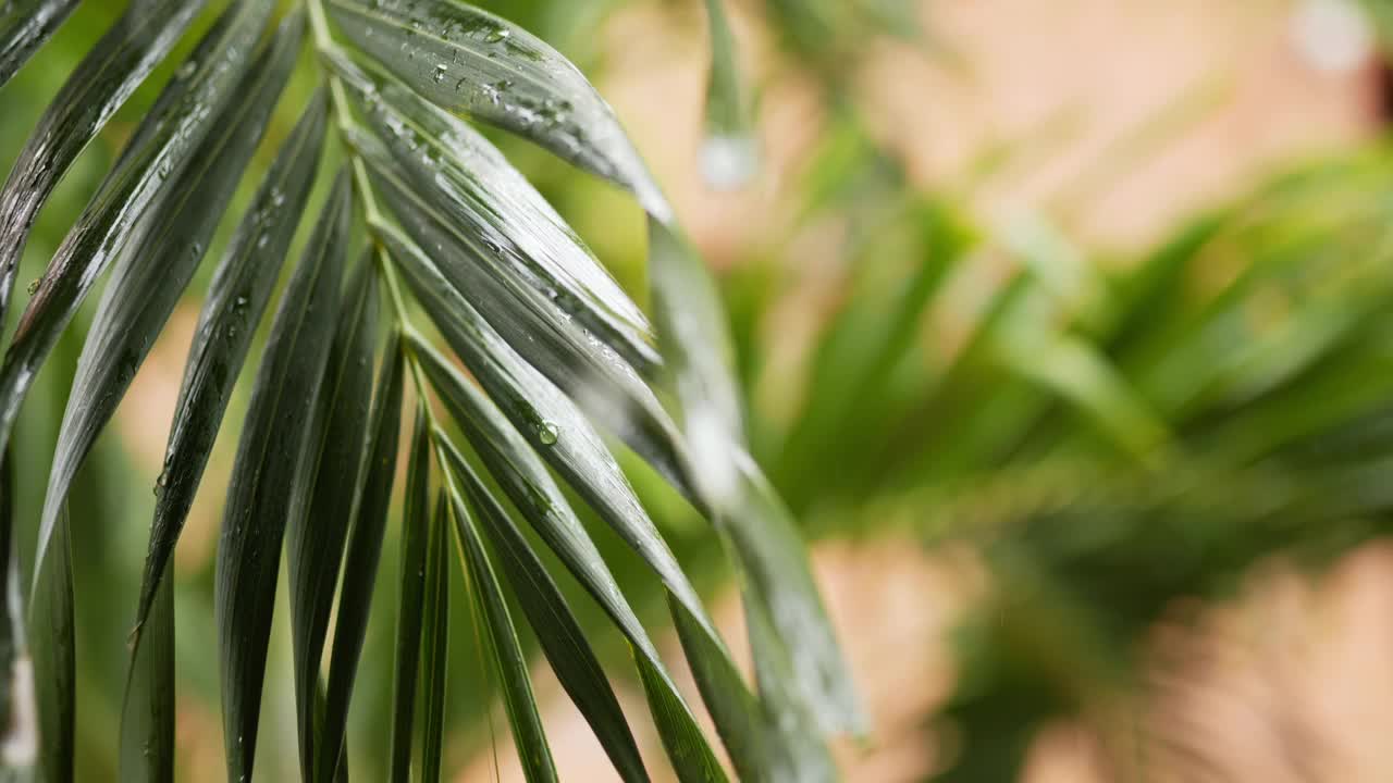 热带的绿色棕榈叶被晨露和雨水弄湿了