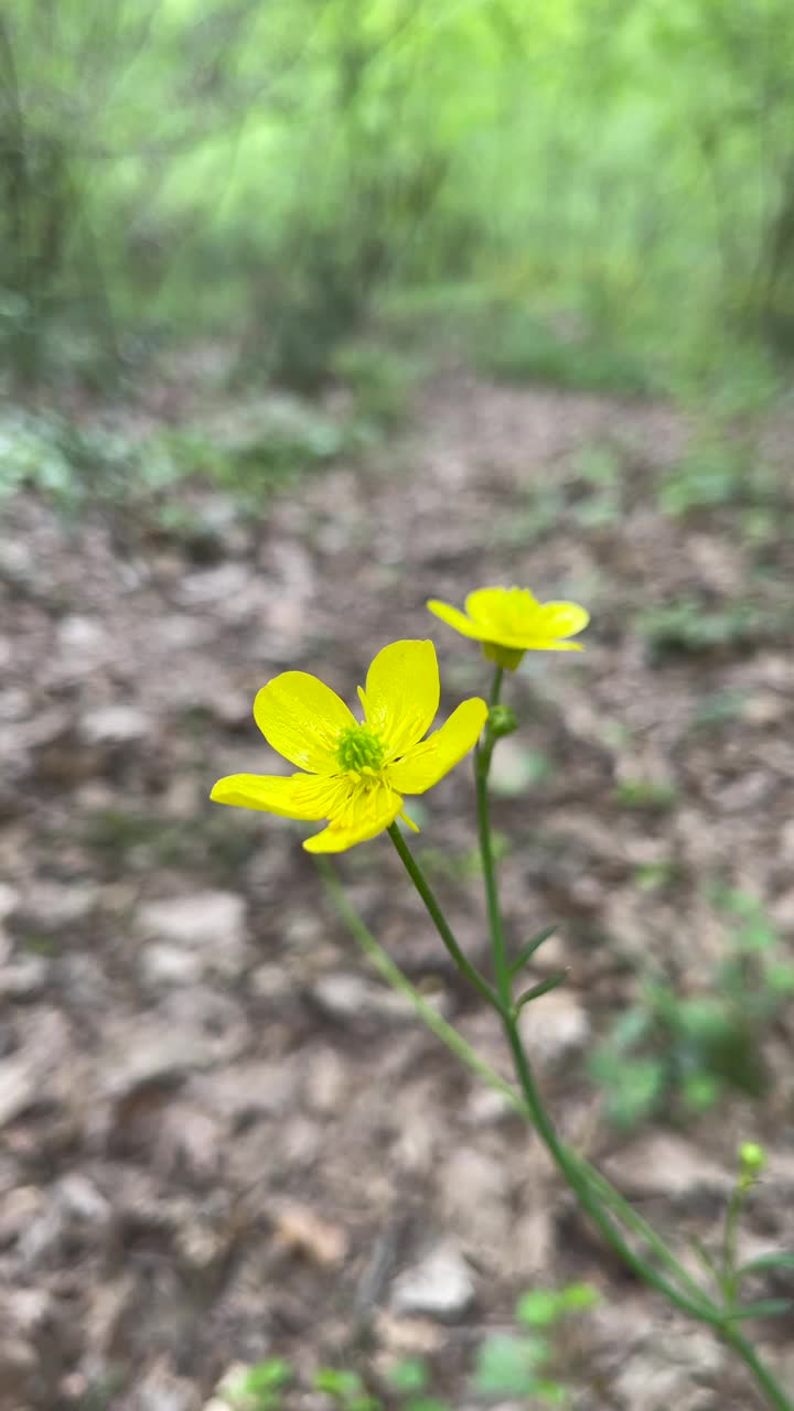 毛茛花在森林里轻轻摇曳