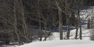 白杨树树干的静态剪辑在未破坏的雪