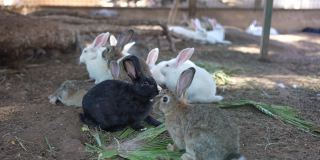 一组在笼子里喂食的兔子。