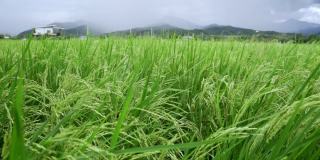 暴风雨席卷了泰国北部农村的稻田。