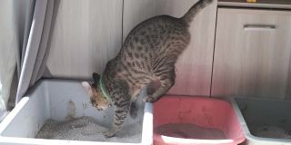 孟加拉猫在猫砂盒里拉屎
