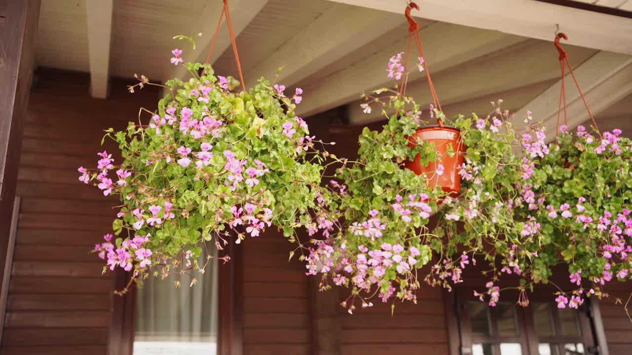 挂着粉色花朵的花盆悬挂在屋顶上，在风中摇摆。