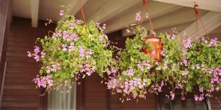 挂着粉色花朵的花盆悬挂在屋顶上，在风中摇摆。