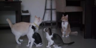 一群猫试图抓住棍子玩具