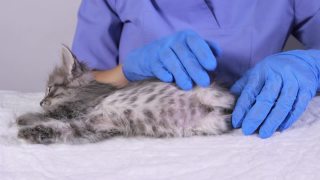 一位兽医穿着蓝色制服，戴着手套抚摸着一只灰色的小猫，准备给它接种疫苗。视频素材模板下载