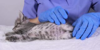 一位兽医穿着蓝色制服，戴着手套抚摸着一只灰色的小猫，准备给它接种疫苗。