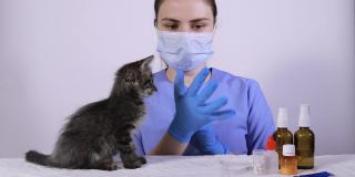 身穿蓝色制服的兽医戴上手套，为小猫服药。