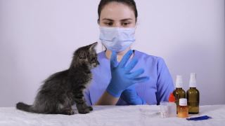 身穿蓝色制服的兽医戴上手套，为小猫服药。视频素材模板下载