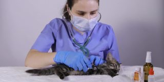 兽医用听诊器检查小猫的心脏和肺。