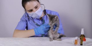 兽医用听诊器检查小猫的心脏和肺。