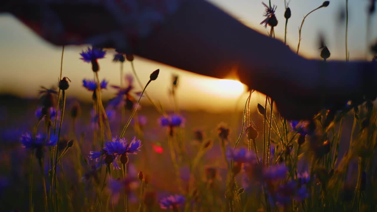 日落时分，女人的手触摸着田野里的矢车菊