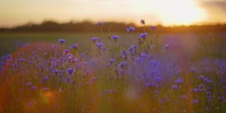 一个不知名的女人在日落时触摸着田野里的矢车菊