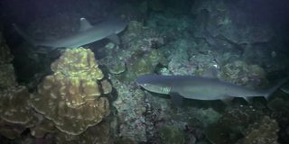 白鳍鲨在礁石上寻找食物。
