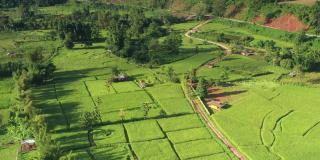 在一个美丽的山谷里，鸟瞰一大片稻田。泰国北部农业区