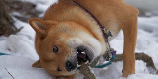 柴犬用慢动作啃树枝的特写。狗头的特写。狗躺在雪地里啃着一根棍子。
